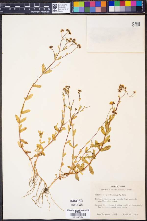 Trichocoronis wrightii image