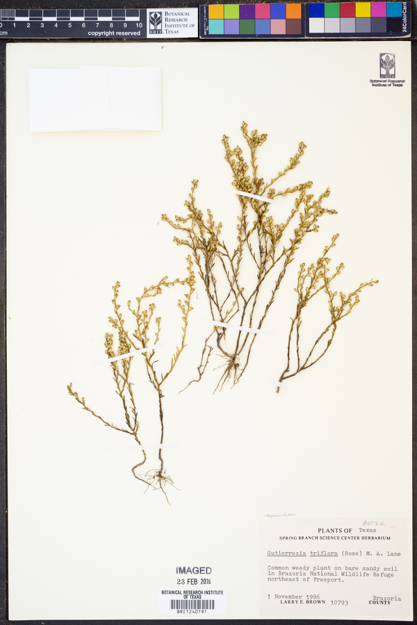 Thurovia triflora image