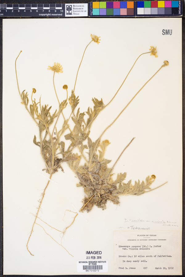 Tetraneuris linearifolia var. arenicola image