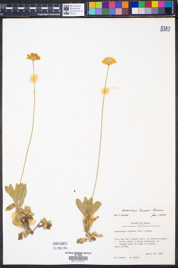 Tetraneuris turneri image