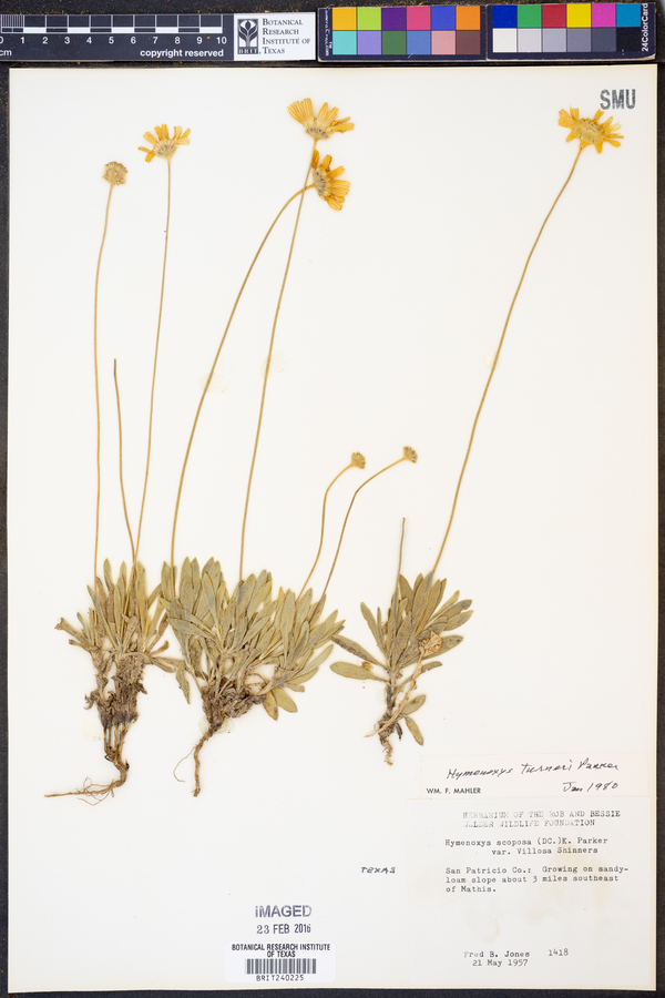 Tetraneuris turneri image