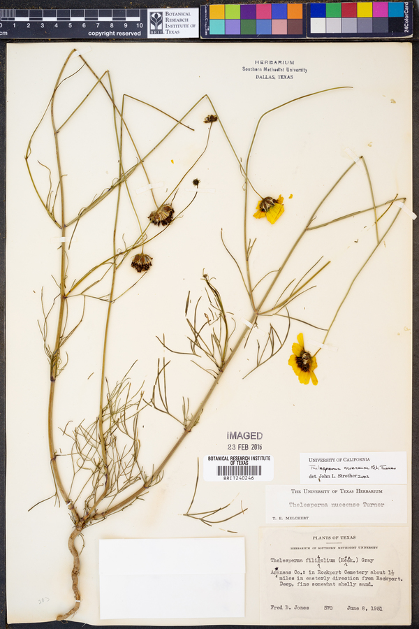 Thelesperma nuecense image
