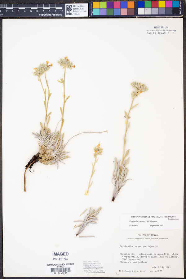 Cryptantha crassipes image