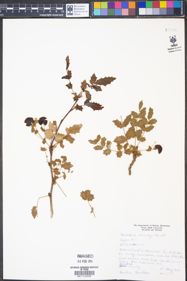 Mahonia swaseyi image