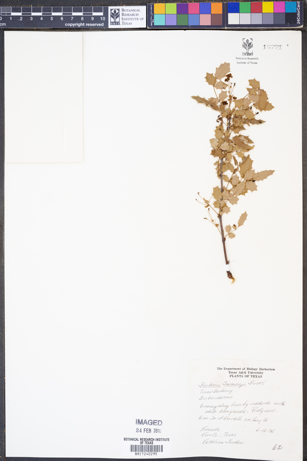 Berberis swaseyi image