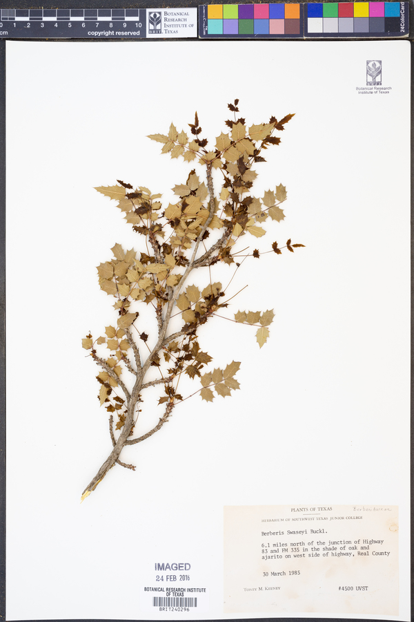 Berberis swaseyi image