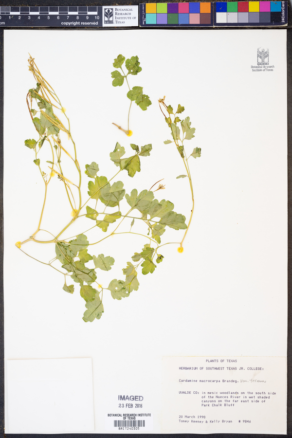 Cardamine macrocarpa image