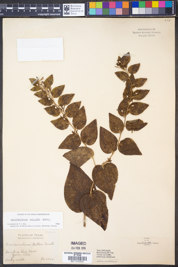 Onosmodium helleri image
