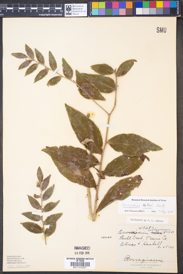 Onosmodium helleri image