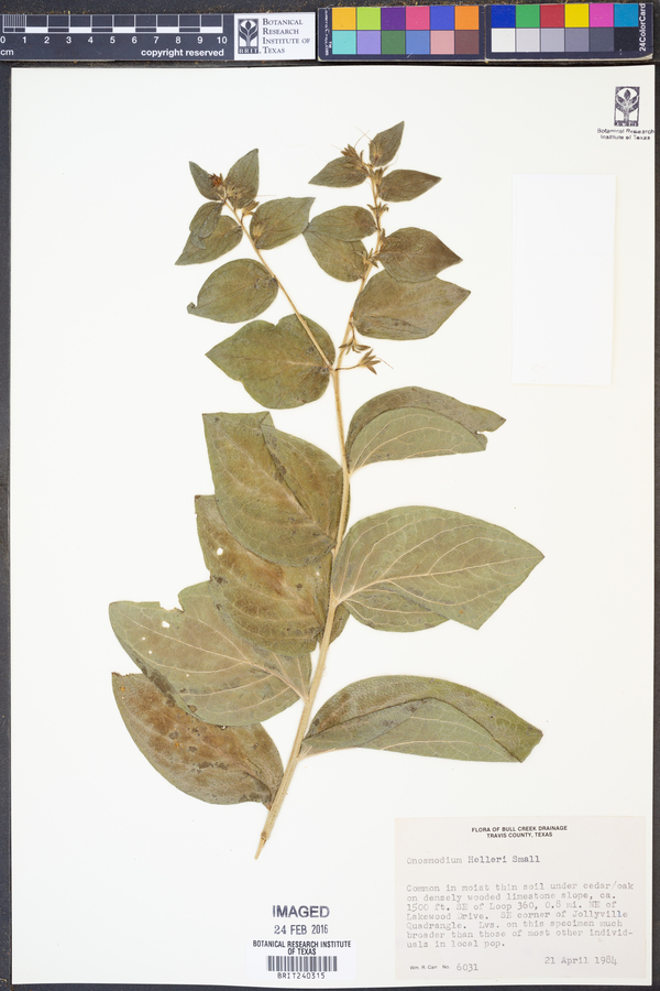 Onosmodium helleri image