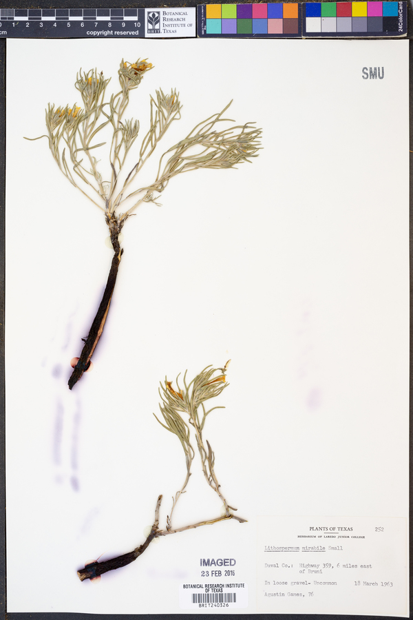 Lithospermum mirabile image
