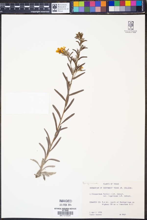 Lithospermum parksii var. rugulosum image