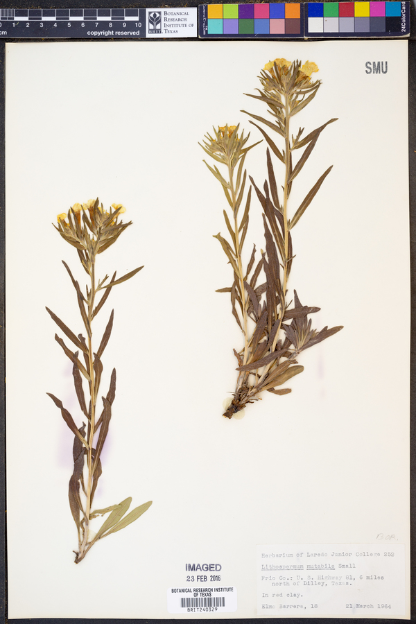 Lithospermum mirabile image