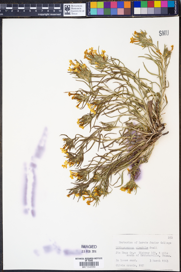 Lithospermum mirabile image
