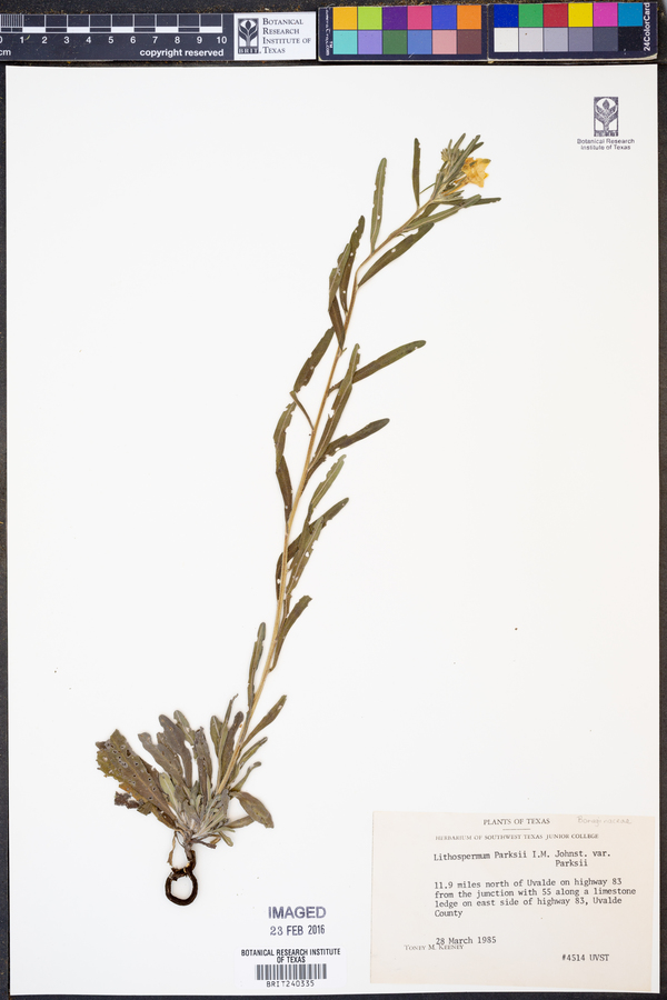 Lithospermum parksii var. parksii image