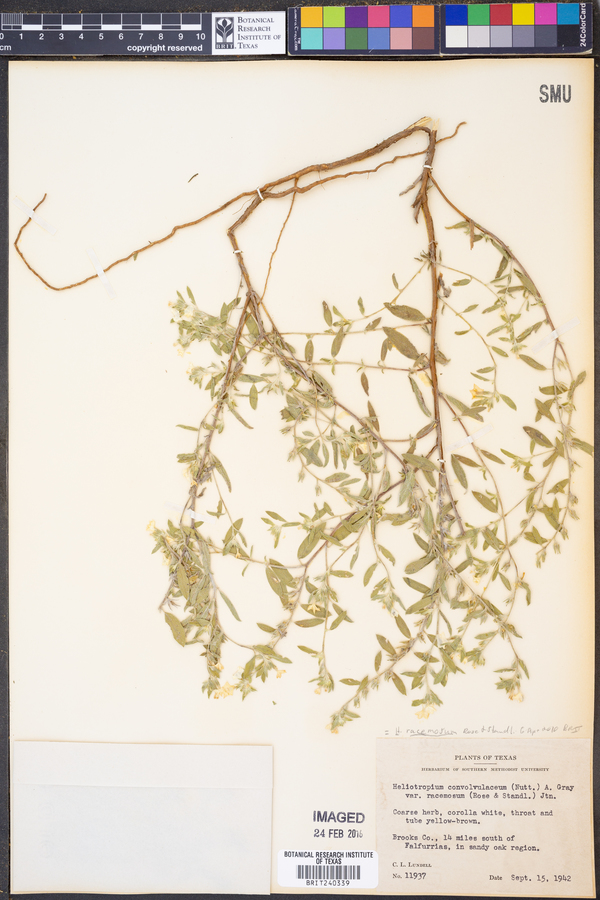 Heliotropium racemosum image