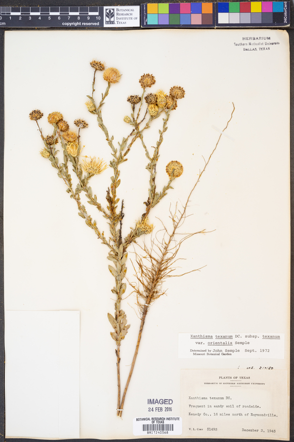 Xanthisma texanum var. orientale image