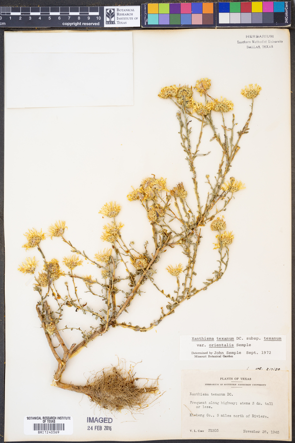 Xanthisma texanum var. orientale image