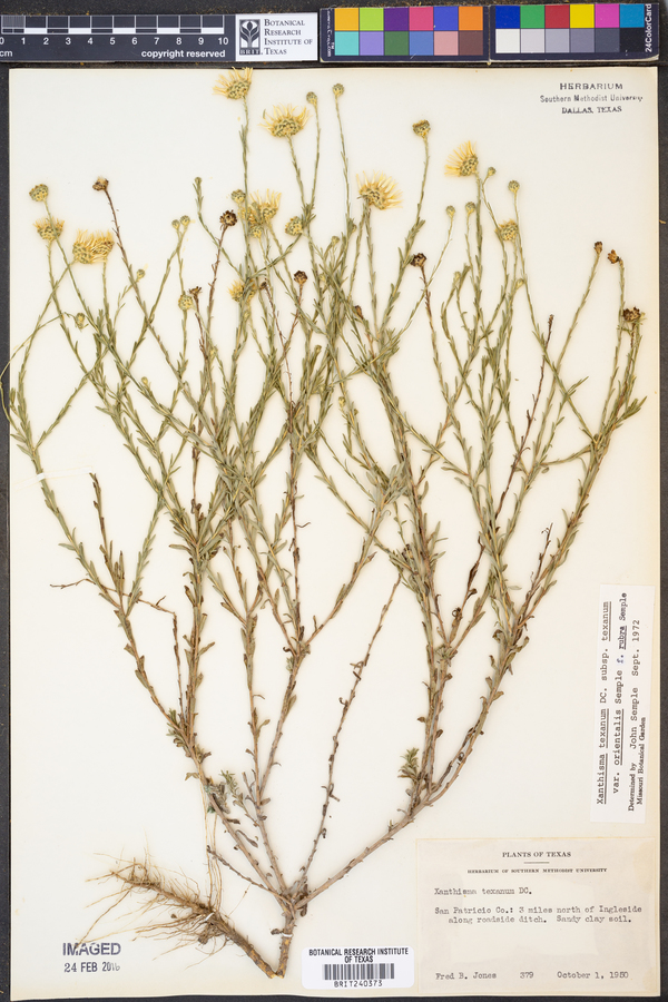 Xanthisma texanum var. orientale image