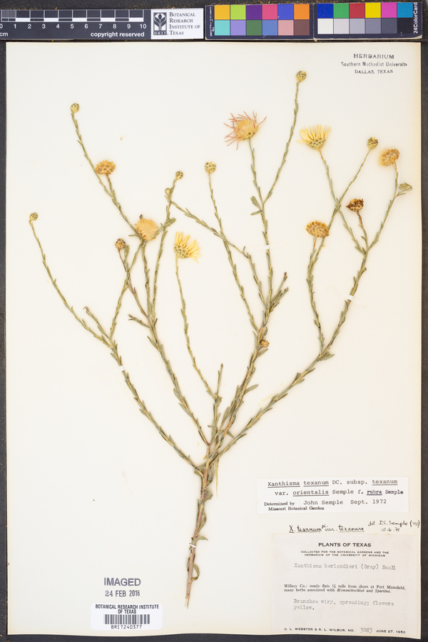 Xanthisma texanum var. orientale image