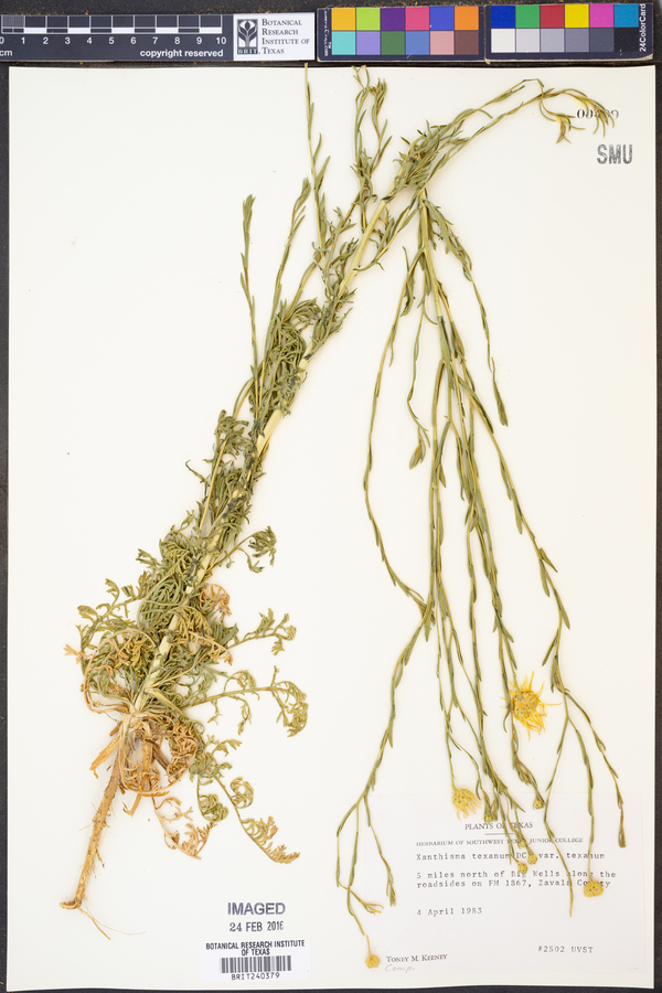 Xanthisma texanum image