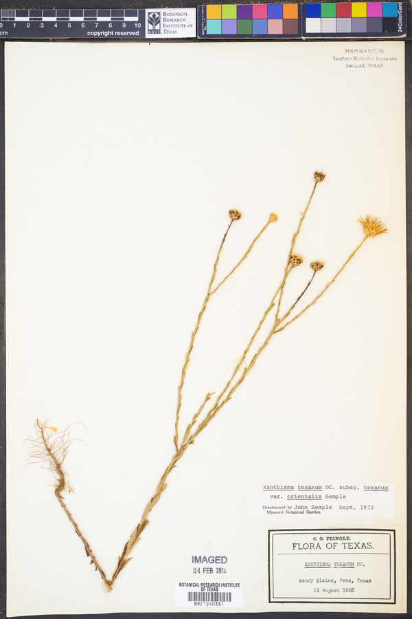 Xanthisma texanum image