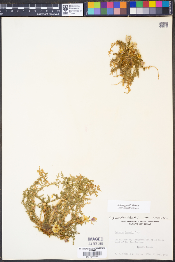 Selenia grandis image