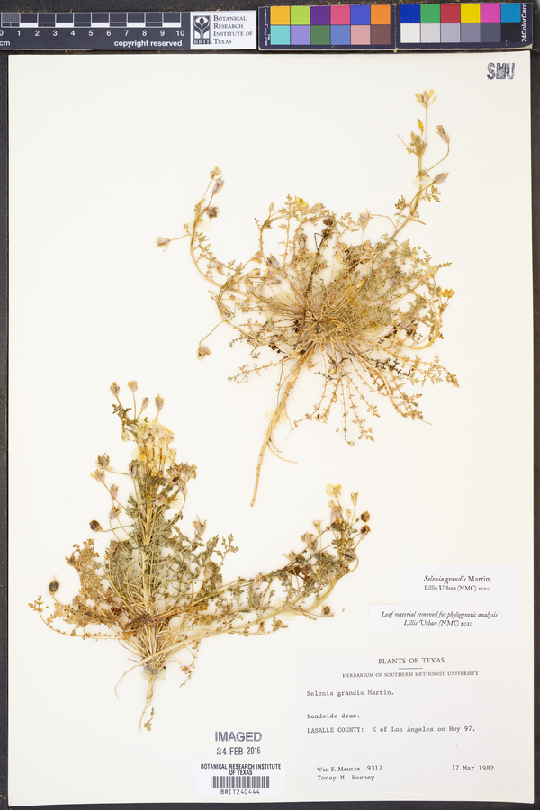 Selenia grandis image