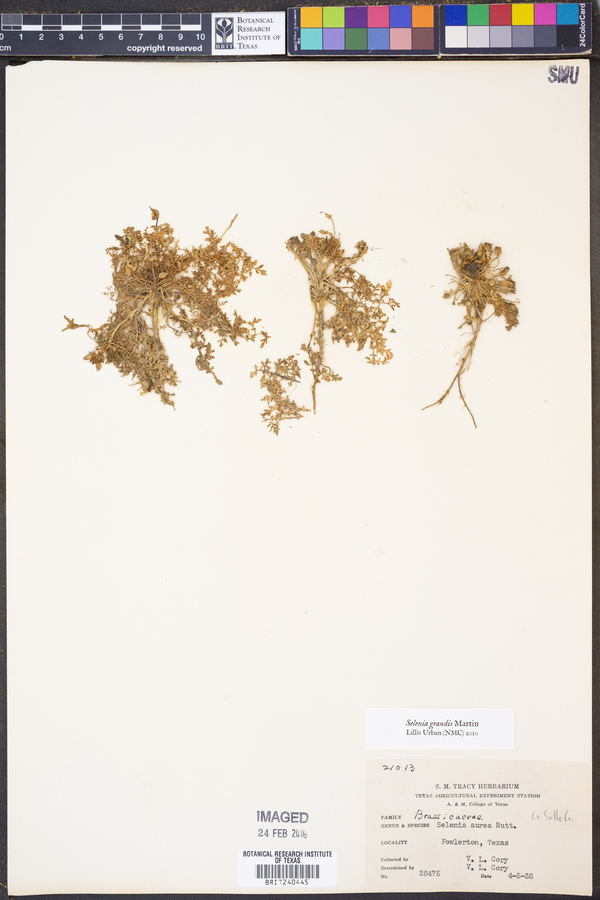 Selenia grandis image