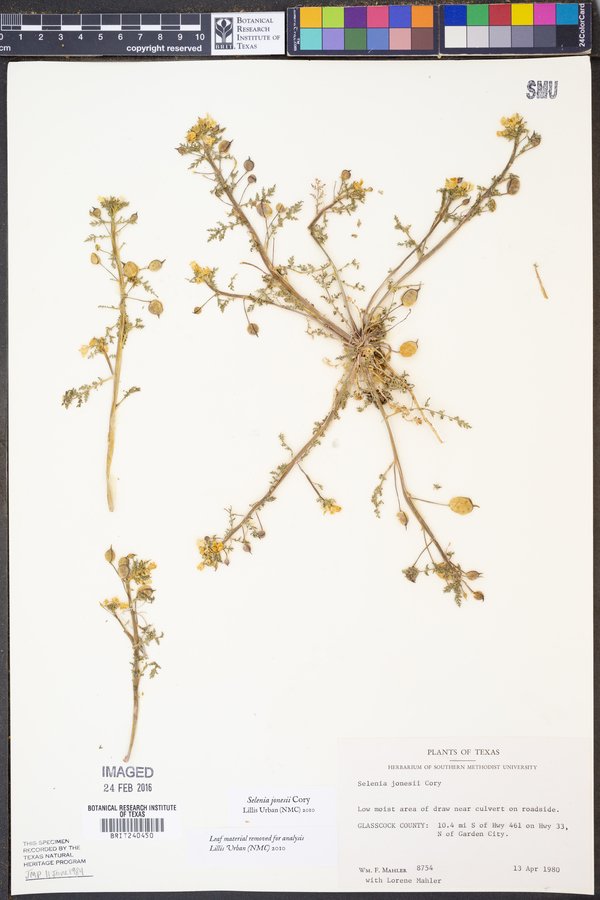 Selenia jonesii image