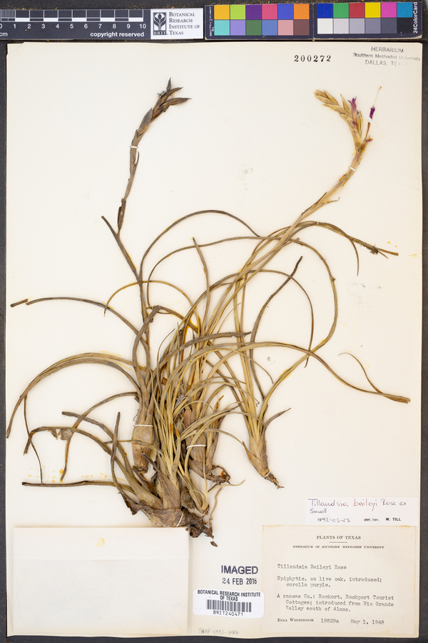 Tillandsia baileyi image