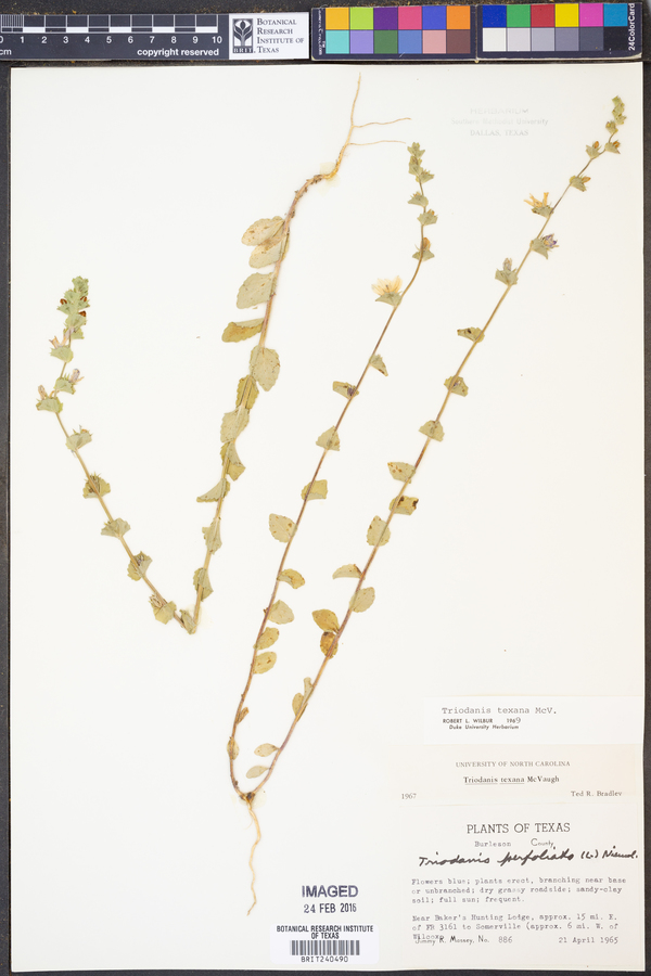 Triodanis texana image