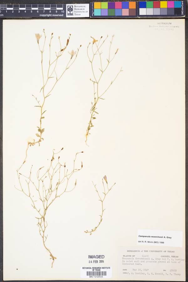 Campanula reverchonii image