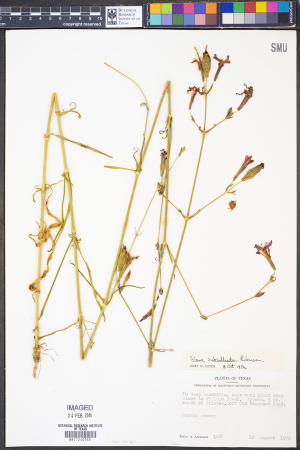 Silene subciliata image