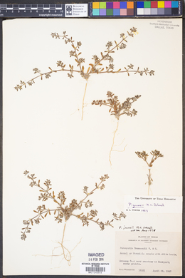 Paronychia jonesii image