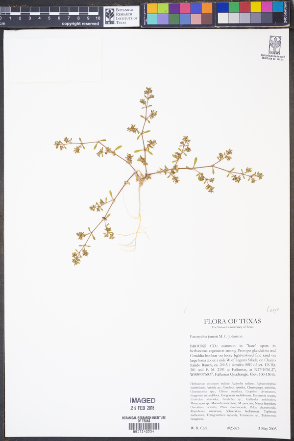 Paronychia jonesii image