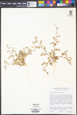 Image of Paronychia jonesii