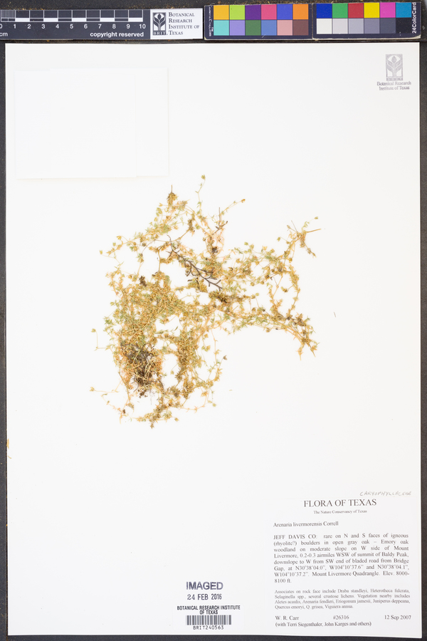 Arenaria livermorensis image