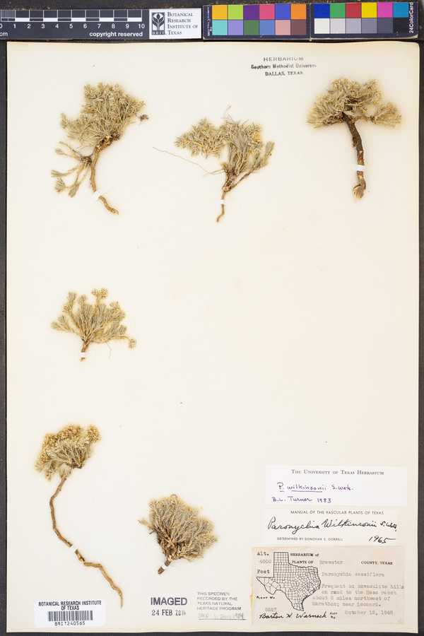 Paronychia wilkinsonii image