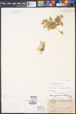 Image of Paronychia wilkinsonii