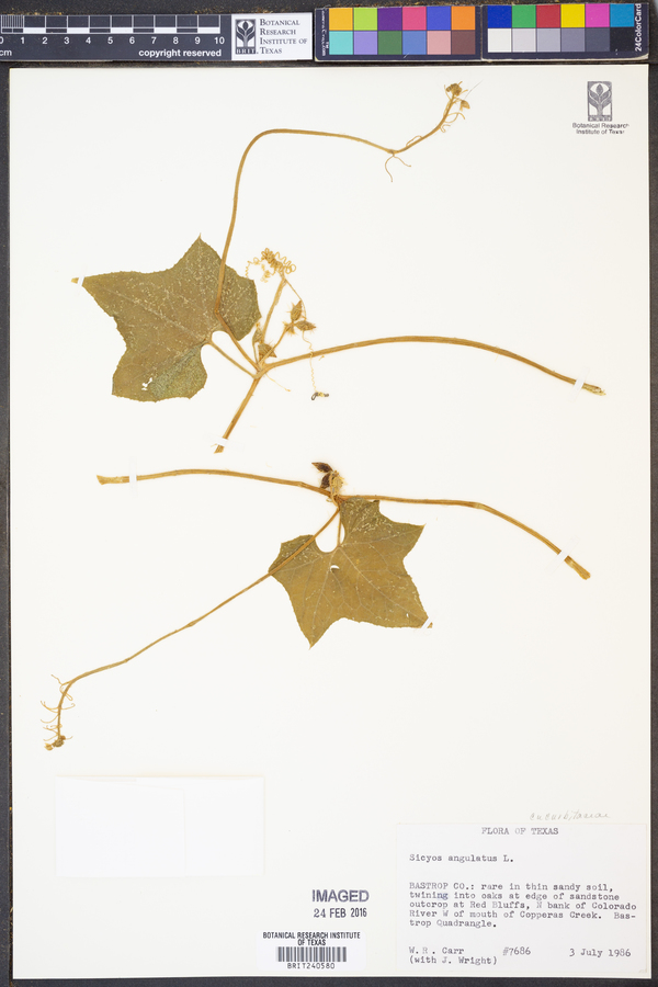 Sicyos angulatus image