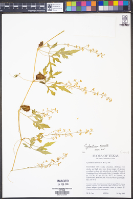 Cyclanthera dissecta image