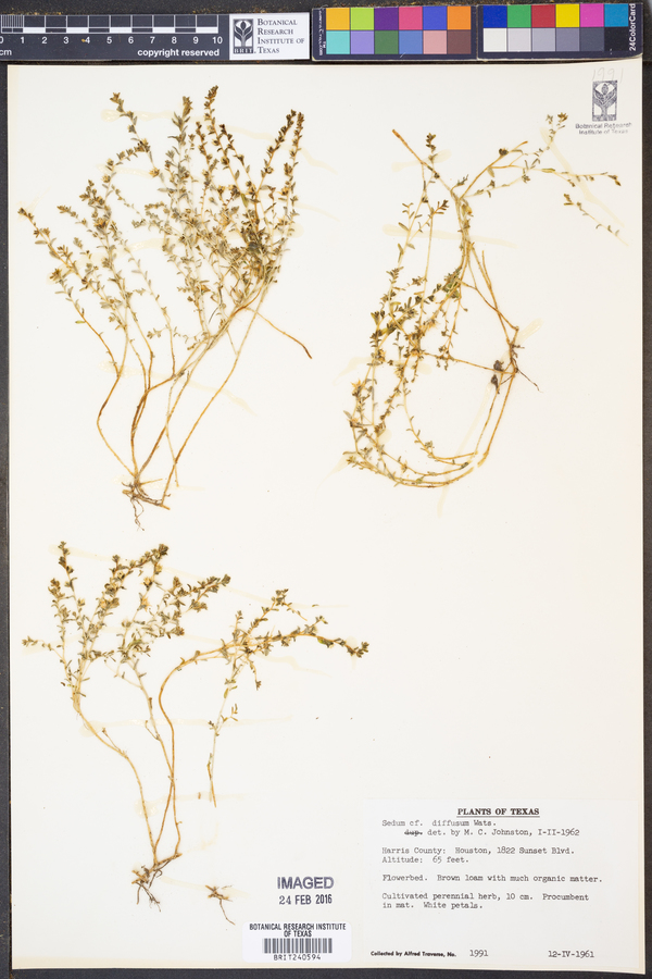 Sedum diffusum image