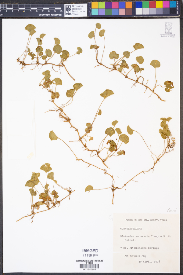 Dichondra recurvata image