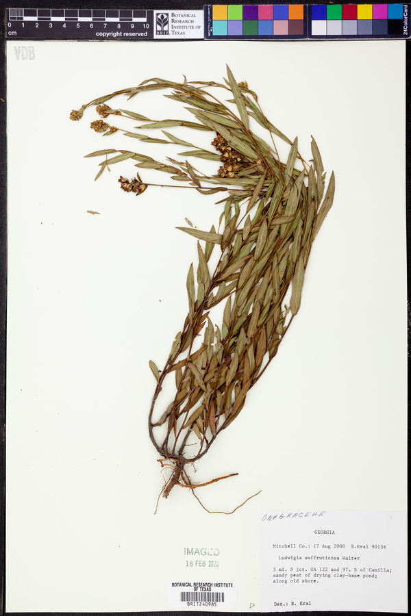 Ludwigia suffruticosa image