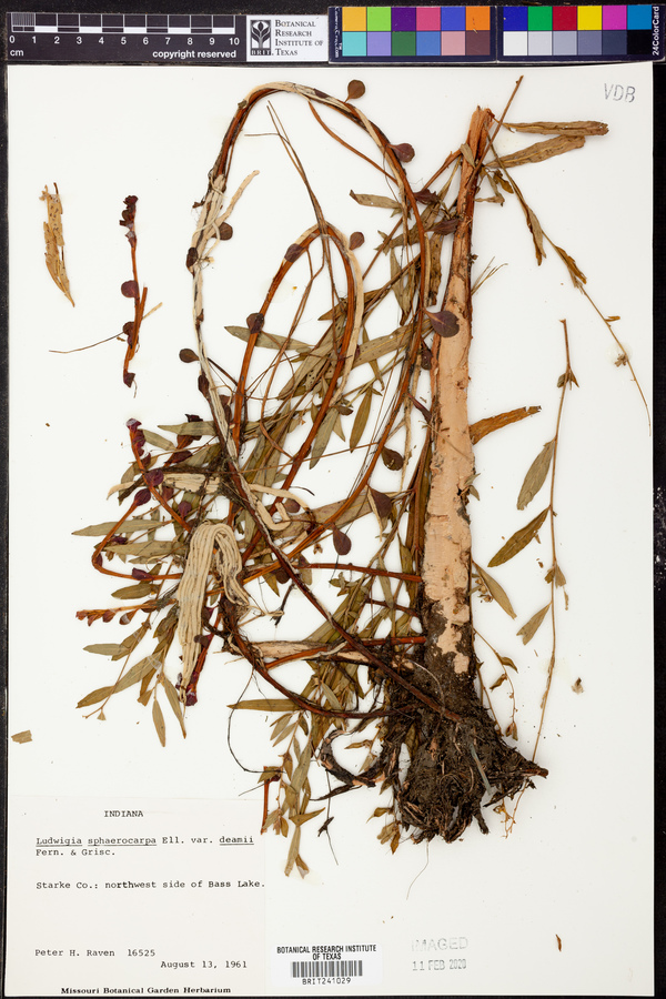 Ludwigia sphaerocarpa var. deamii image