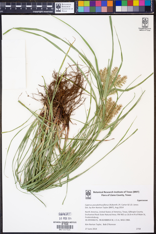 Cyperus pseudothyrsiflorus image