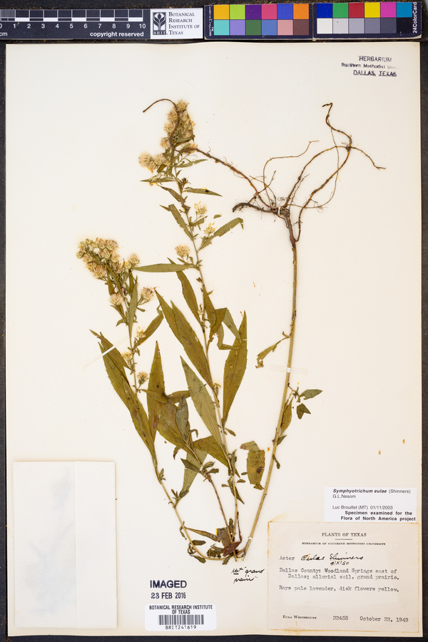 Symphyotrichum eulae image