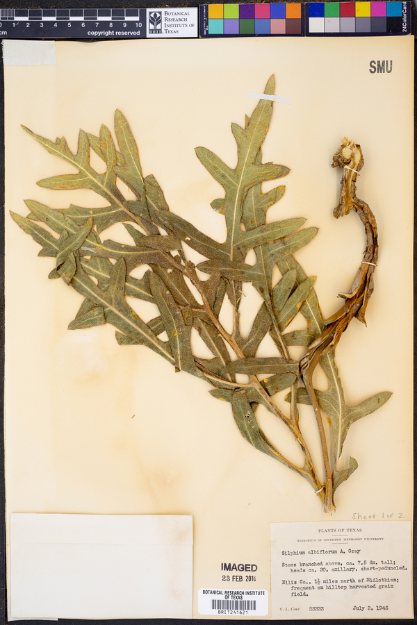 Silphium albiflorum image