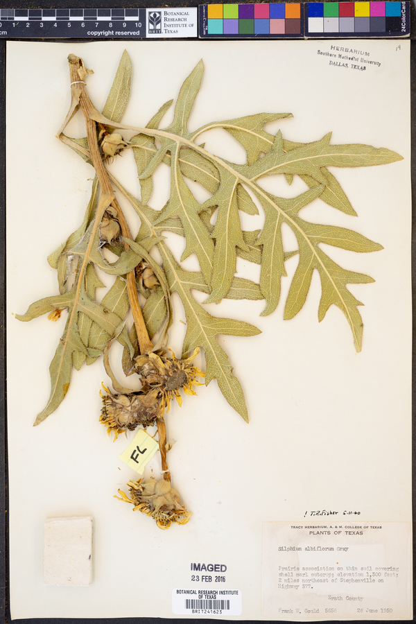 Silphium albiflorum image